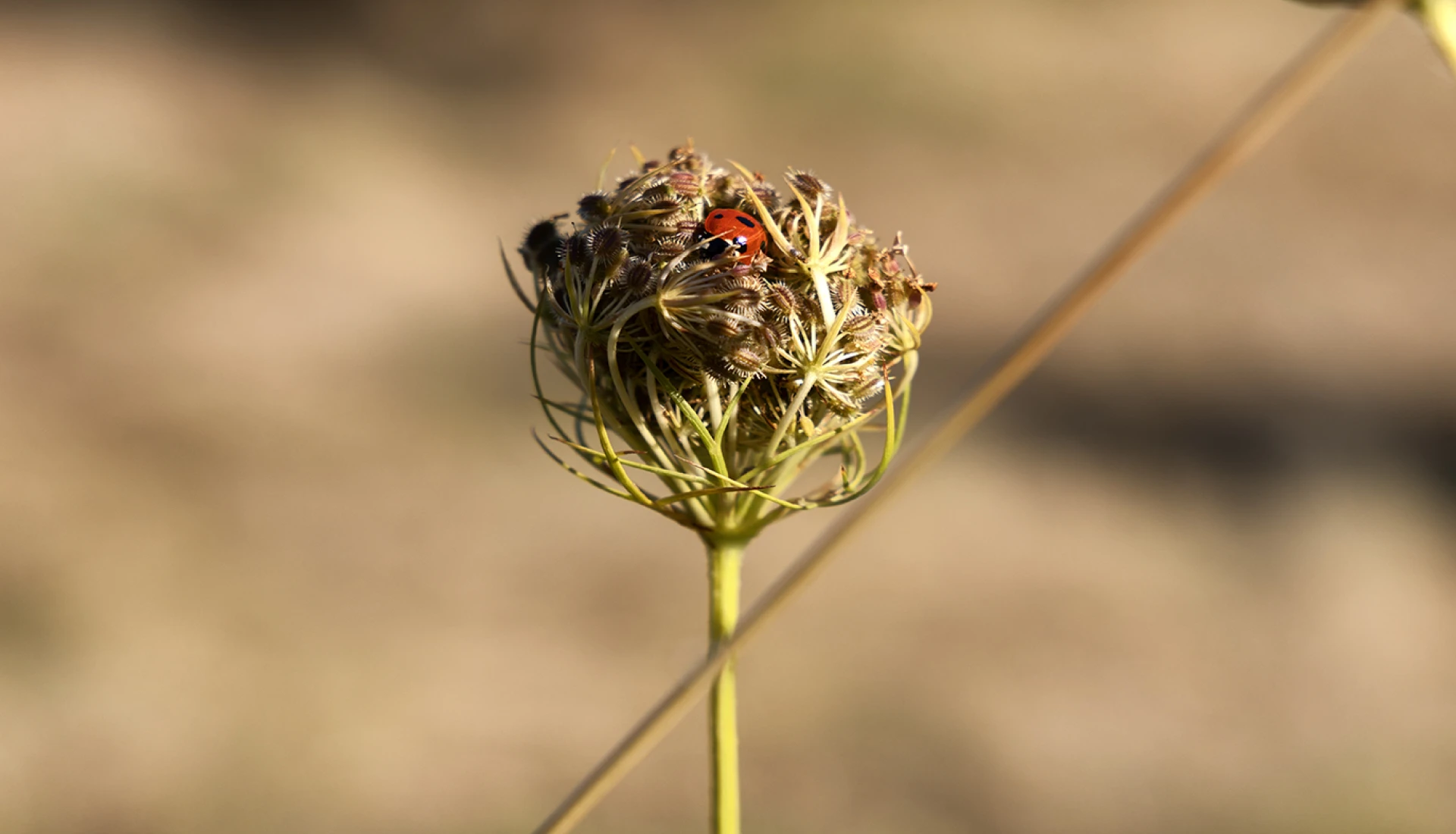 Biodiversite homepage