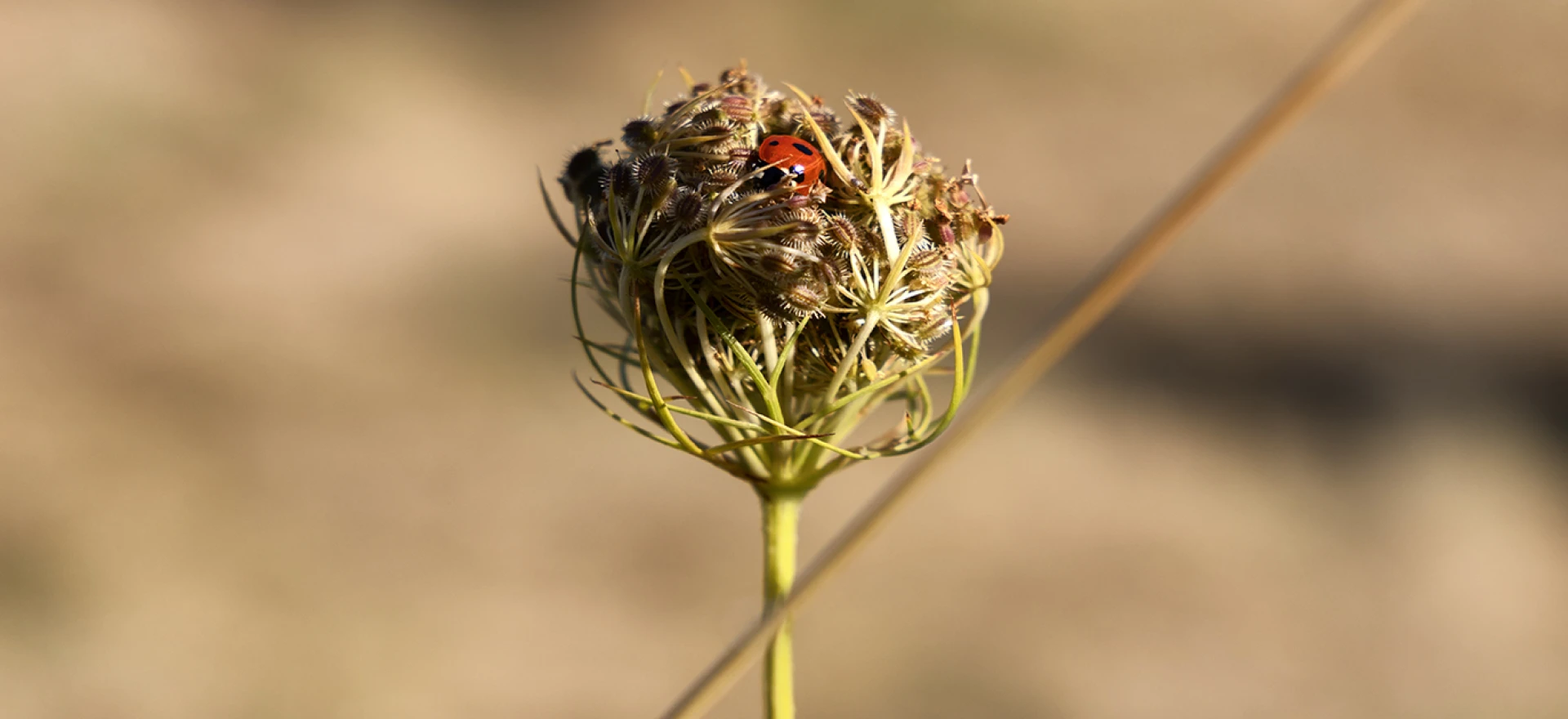 Biodiversite homepage